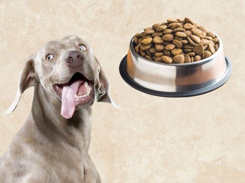 Best Dog Food For Weimaraners chapter 2