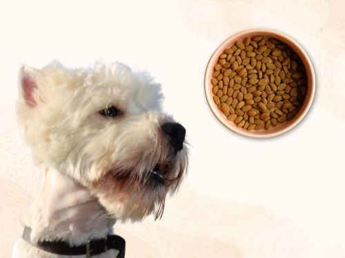 Best Dog Food For West Highland White Terriers chapter 1