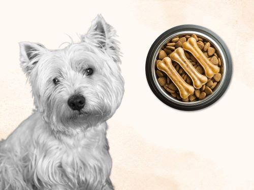 Best Dog Food For West Highland White Terriers chapter 3