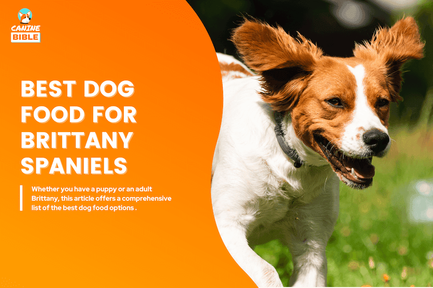 Best Dog Food For Brittany Spaniels