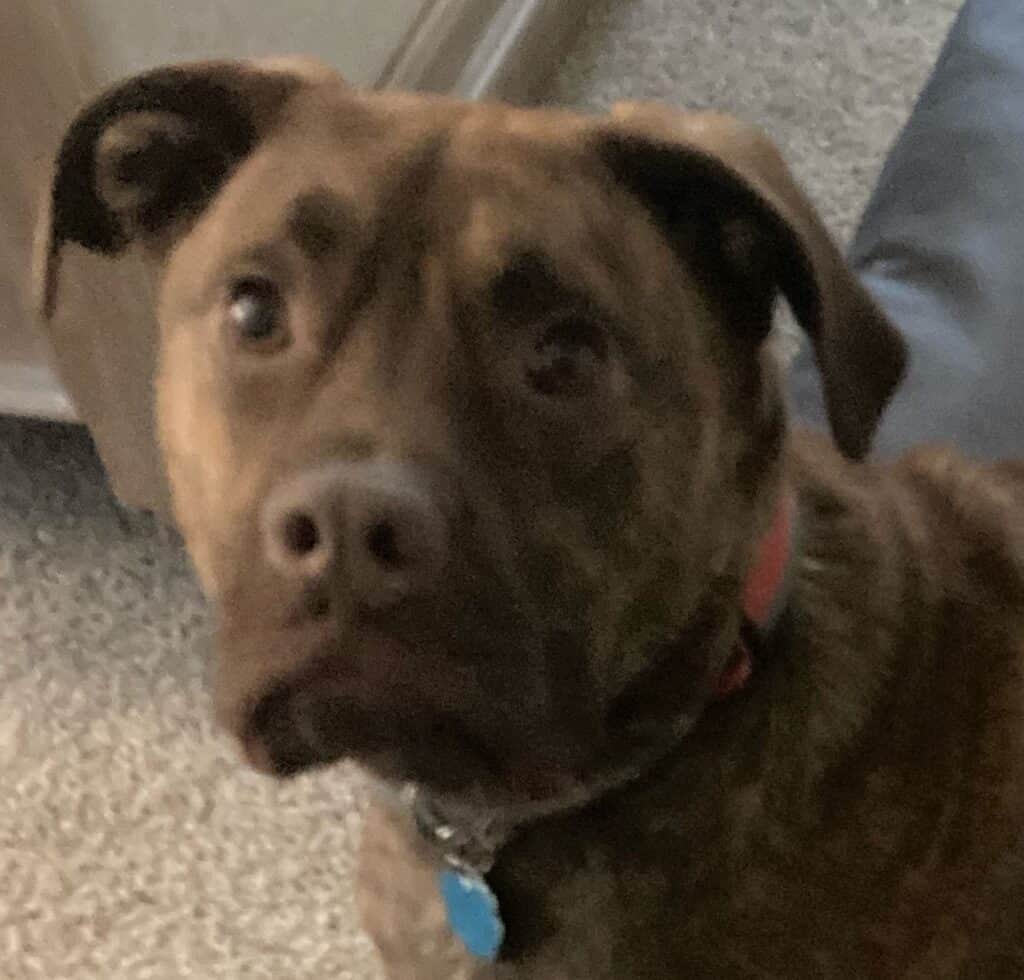 Bully Beds Review 2024 The Best Bed For Large Dogs & Heavy Chewers