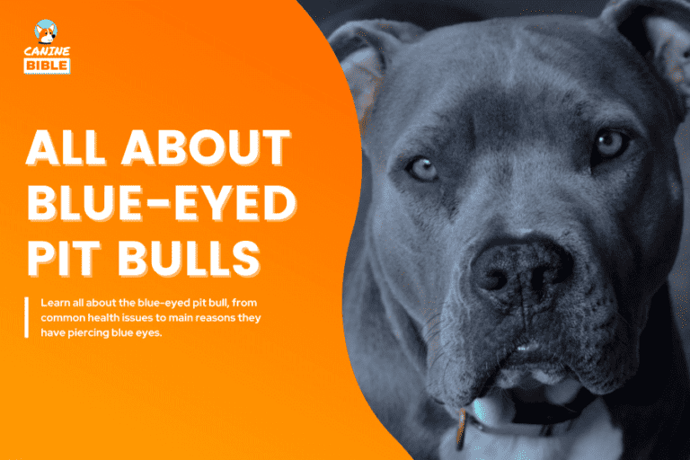 Pit Bulls With Blue Eyes: Health, Risks, Pictures, Care, Tips & FAQs