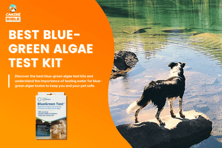 Best Blue-Green Algae Test Kit: Its Importance For Dogs & People