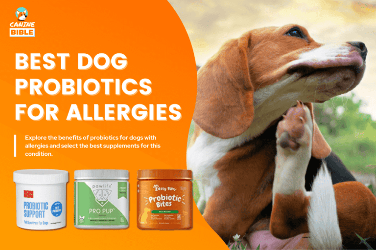 Best Probiotic For Dogs With Allergies 2024 — Top Choices