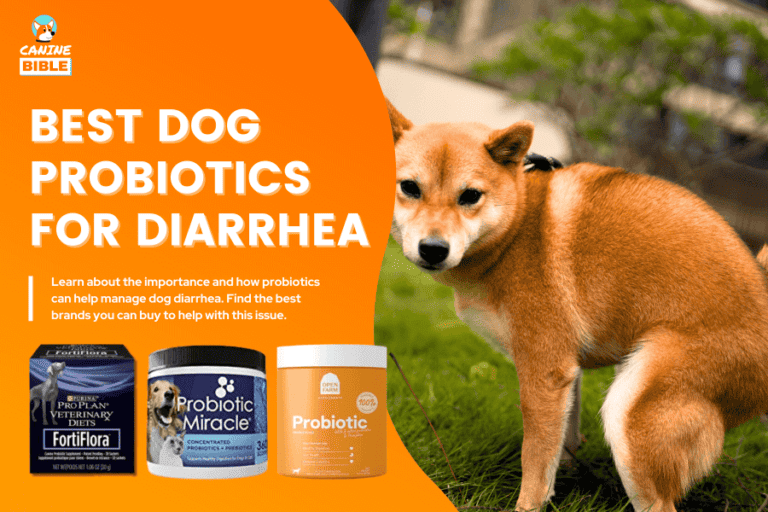 Best Probiotic For Dogs With Diarrhea — Top Picks & Review 2023