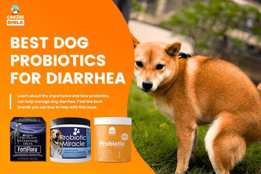 Best Probiotics For Dogs With Diarrhea