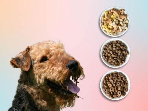 Best Dog Food For Airedale Terriers chapter 3