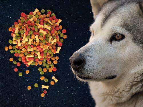 Best Dog Food For Alaskan Malamutes chapter