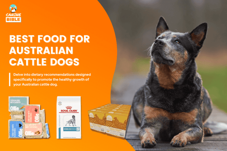 Best Dog Food For Australian Cattle Dogs (Blue Heeler 2024)