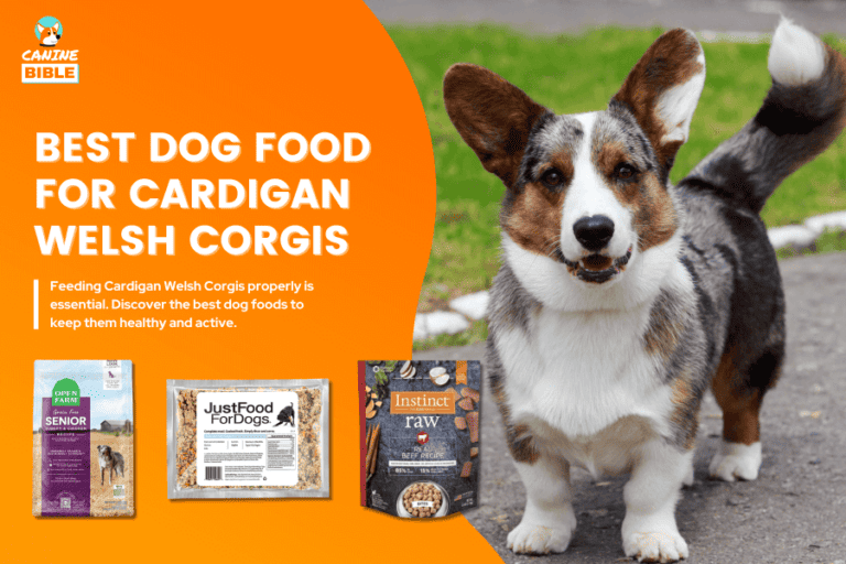 Best Dog Food For Cardigan Welsh Corgis 2024 [Researched Options]