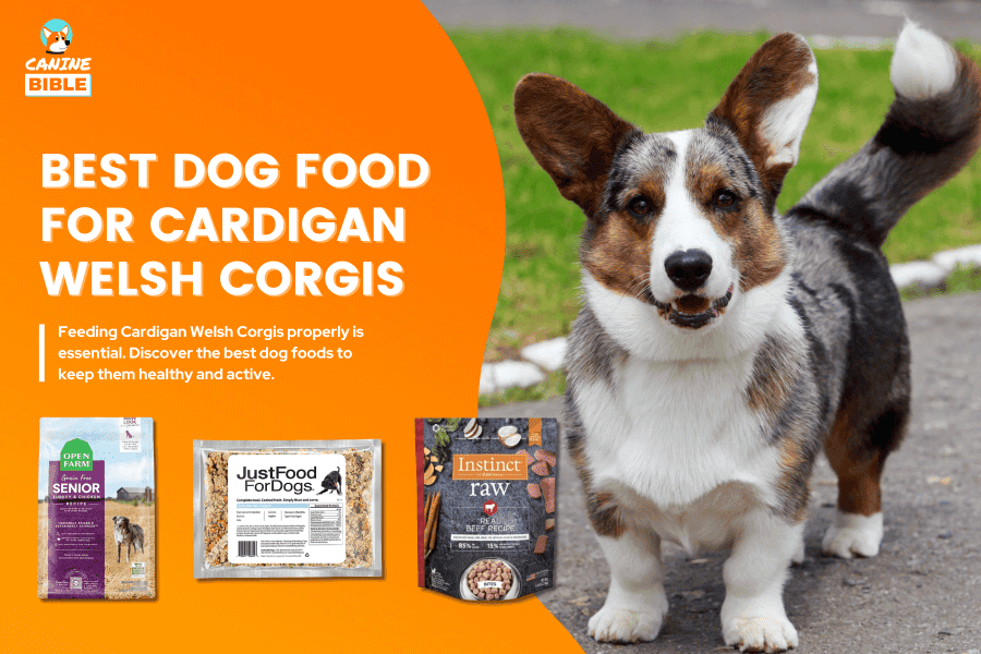 Best Dog Food For Cardigan Welsh Corgis