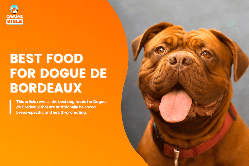 Best Dog Food For Dogue de Bordeaux