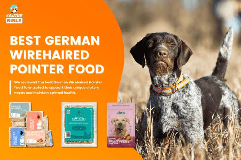 The Very Best Dog Food For German Wirehaired Pointers 2023