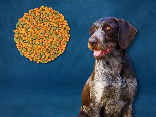 Best Dog Food For German Wirehaired Pointers chapter 1