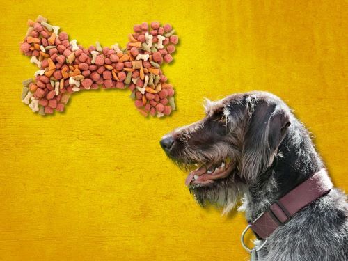Best Dog Food For German Wirehaired Pointers chapter 2