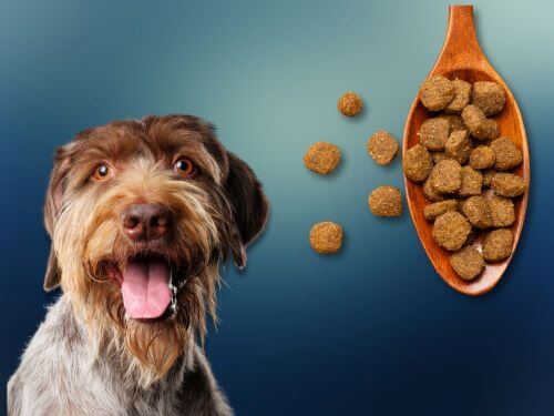 Best Dog Food For German Wirehaired Pointers chapter 3