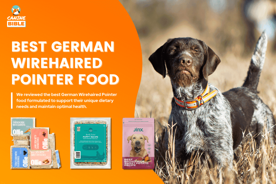 Best Dog Food For German Wirehaired Pointers