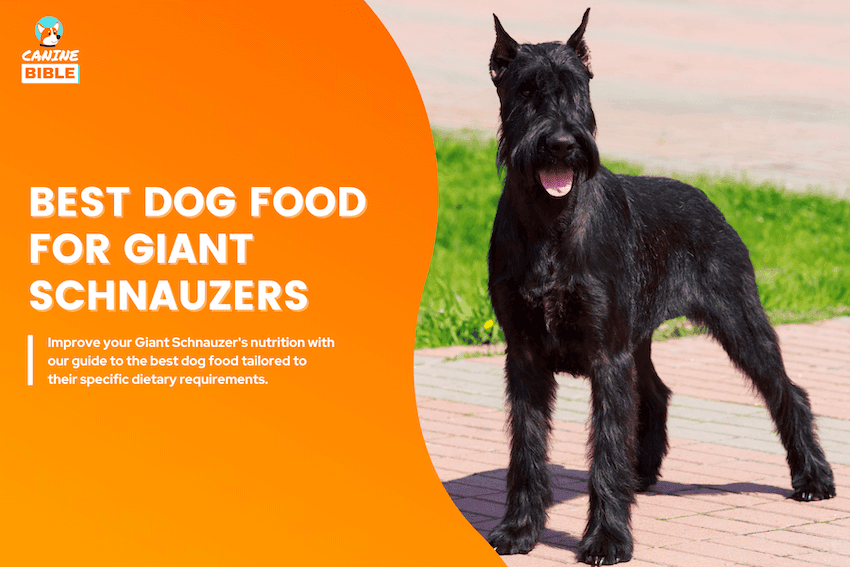 Best Dog Food For Giant Schnauzers