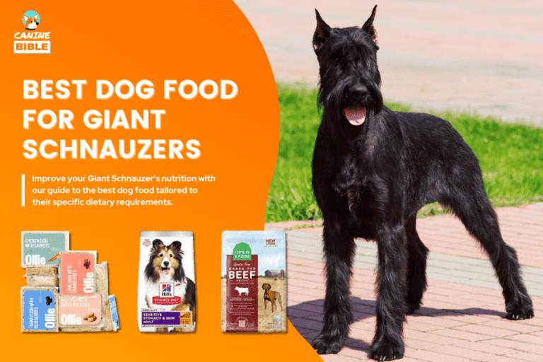 Best Dog Food For Giant Schnauzers: Picks For Adult, Puppy, Senior & More