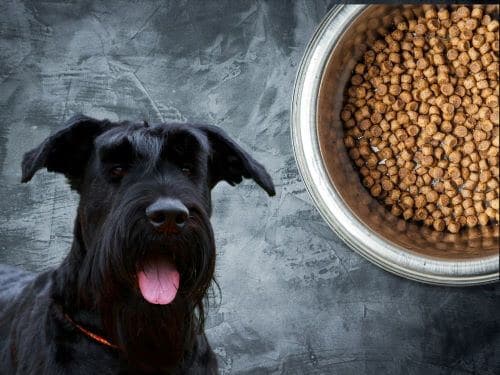 Best Dog Food For Giant Schnauzers chapter 1