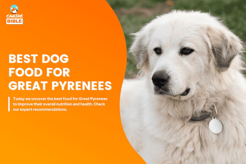 Best Dog Food For Great Pyrenees