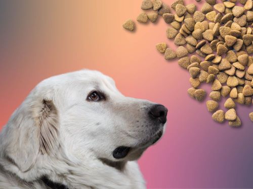 Best Dog Food For Great Pyrenees chapter 2