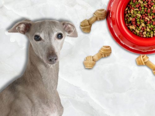 Best Dog Food For Italian Greyhounds chapter 1