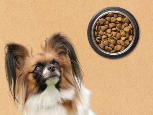 Best Dog Food For Papillons chapter 2