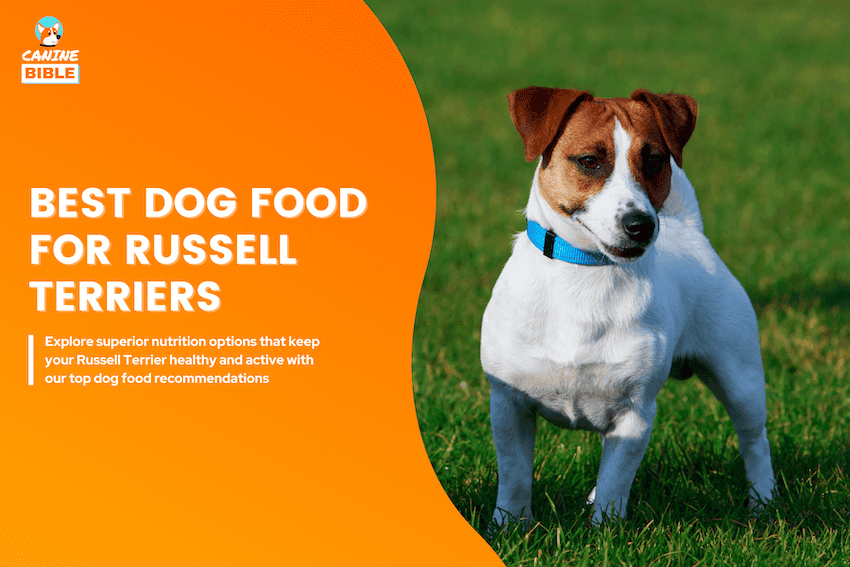 Best Dog Food For Russell Terriers