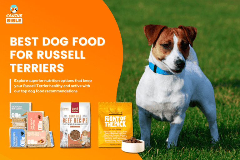 Best Dog Food For Russell Terriers: Nutritional & Tasty Eats