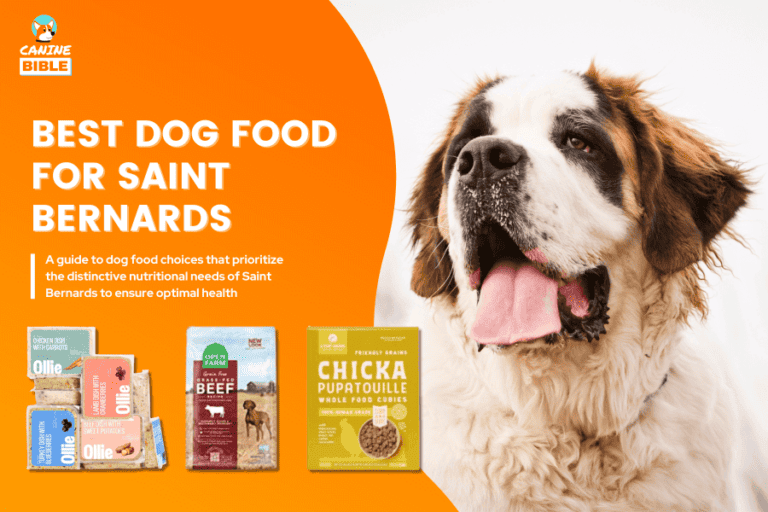 Best Dog Food For Saint Bernards