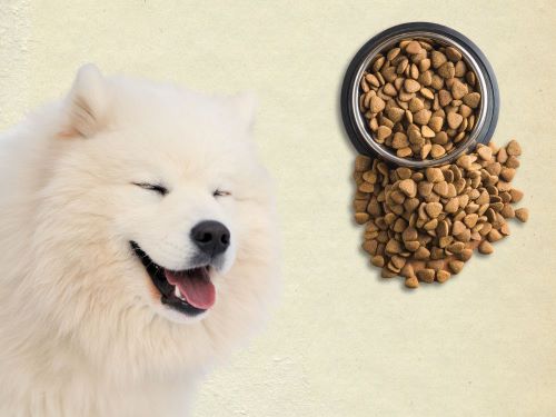 Best Dog Food For Samoyeds chapter 1