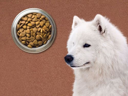 Best Dog Food For Samoyeds chapter 2