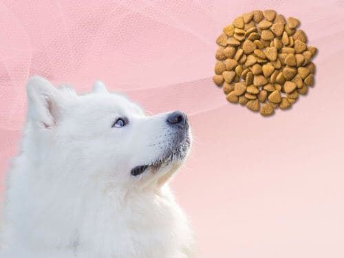 Best Dog Food For Samoyeds chapter 3