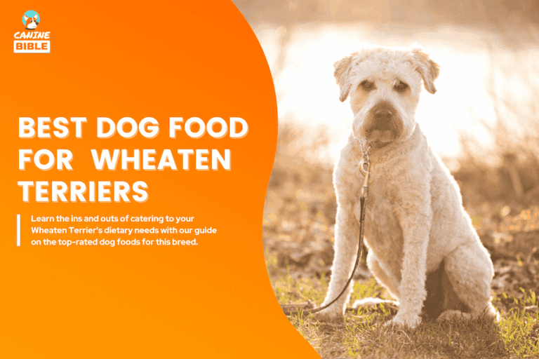 Best Dog Food For Soft Coated Wheaten Terriers