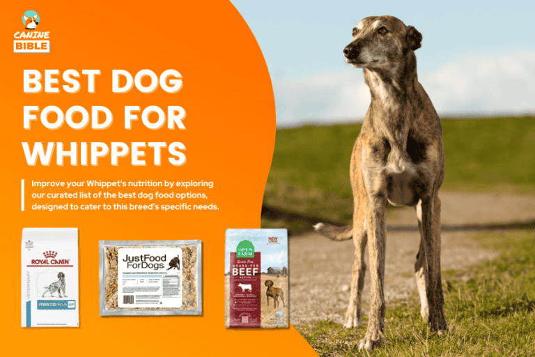 Best Dog Food For Whippets 2024 — The Ultimate List