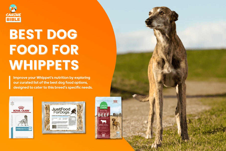 Best Dog Food For Whippets