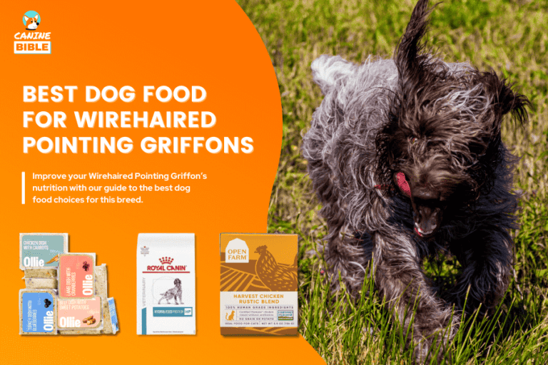Best Dog Food For Wirehaired Pointing Griffons 2023: For Tailored Nutrition