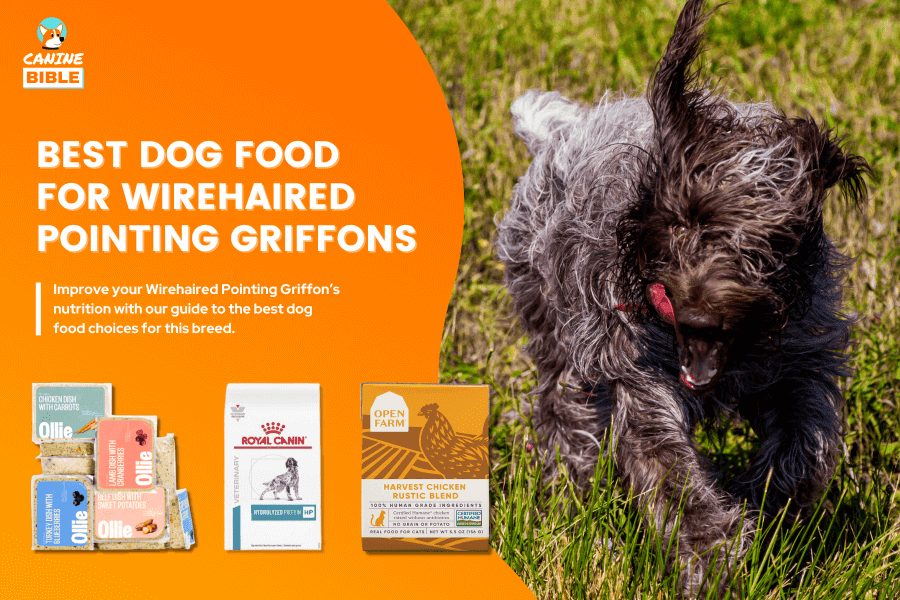 Best Dog Food For Wirehaired Pointing Griffons