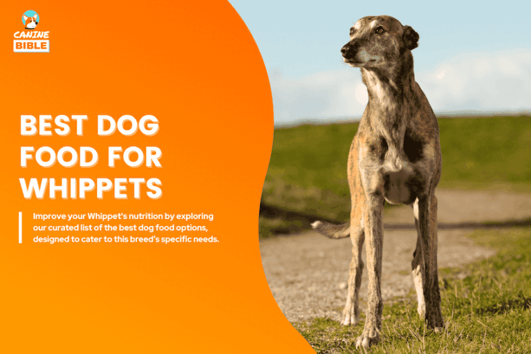 best dog food for whippets
