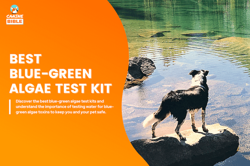 Best Blue-Green Algae Test Kit