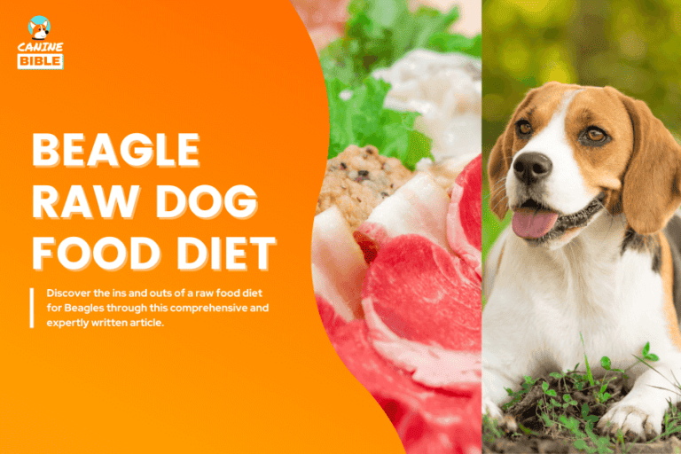 Beagle Raw Dog Food Diet Guide: Recipes, Benefits & FAQs