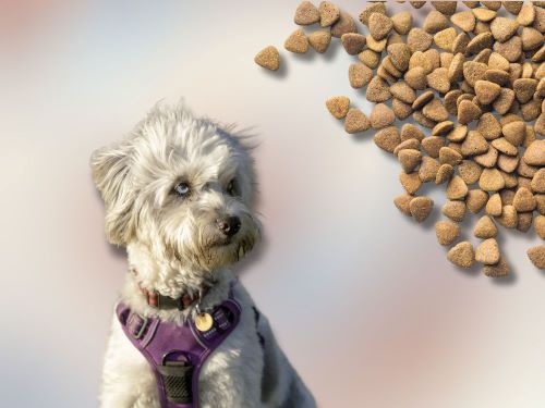 Best Dog Food For Aussiedoodles chapter 1