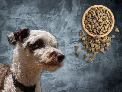 Best Dog Food For Aussiedoodles chapter 3