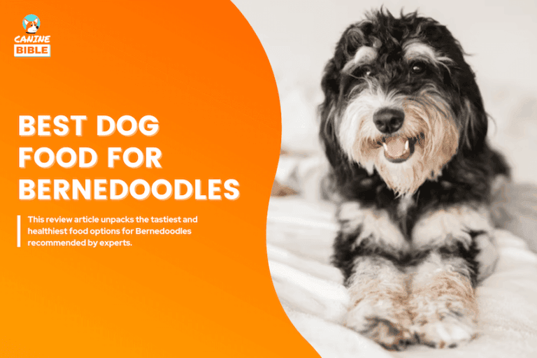 Best Dog Food For Bernedoodles