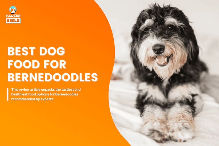 Best Dog Food For Bernedoodles