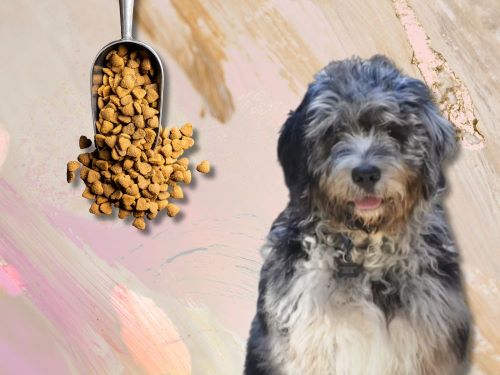 Best Dog Food For Bernedoodles chapter 1