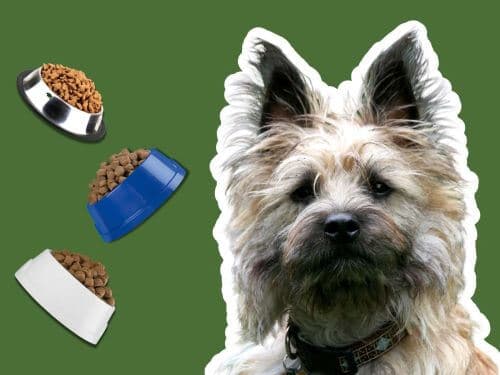 Best Dog Food For Cairn Terriers chapter 1