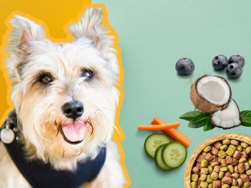 Best Dog Food For Cairn Terriers chapter 3