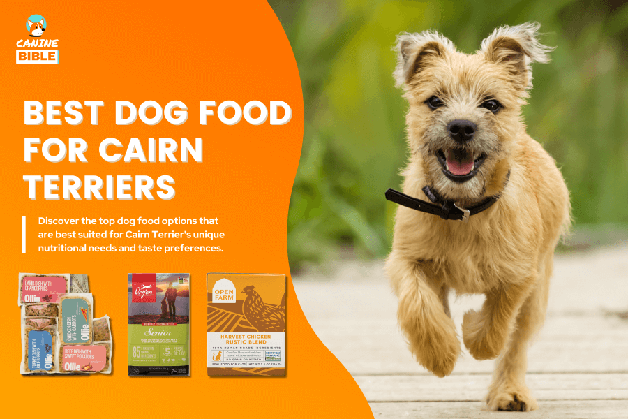 Best Dog Food For Cairn Terriers